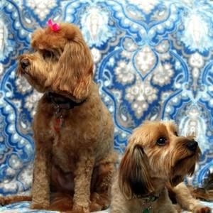 Meet your Posher, Debbie